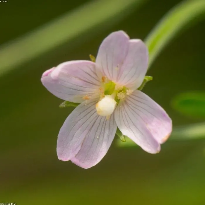Pembe Kutu Aranjman